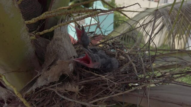 Baby crow is lying on nest 4K Stock Footage. 