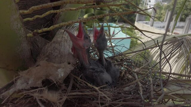 Small Baby crows is lying in the nest and waiting for their mother for food 4K Stock Footage. 