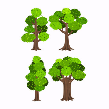type of trees nature wood 