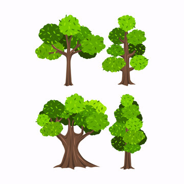 type of trees nature wood 