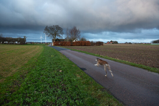 Greyhound dog running down the road to windmills