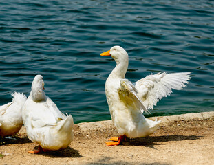 White duck stretching its wings