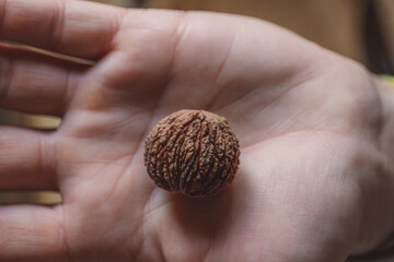 peeled American black walnut in the palm of a man. American walnut fruit in hand. Wild black walnuts from the North American black walnut tree, Juglans nigra
