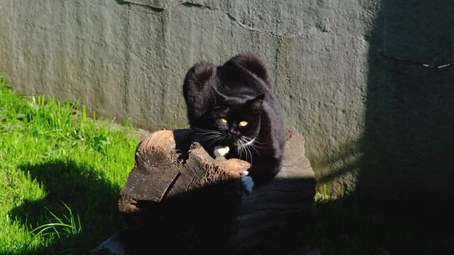 black cat sharpens its claws on a stump in nature