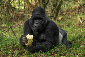 Mountain gorilla - Gorilla beringei, endangered popular large ape from African montane forests,...