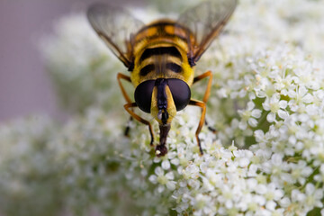 Close up of a honey bee, Apis mellifera, on a white flowering carrot plant, Daucus carota