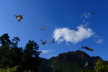 Fototapete bei efototapeten.de bestellen   