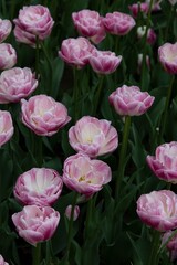 Fototapeta premium pink tulips in the garden