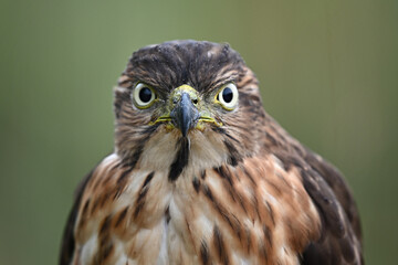 close up of an eagle