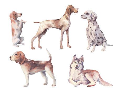 Watercolor dogs set. Isolated illustration of various dogs on white background. Hand painted pet collection