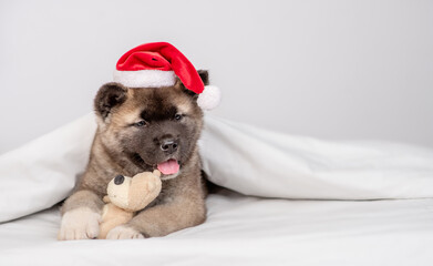 American akita puppy wearing red santa hat lies on a bed under white blanket at home and hugs favorite toy bear