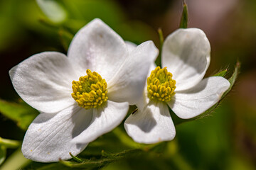 Anemonastrum narcissiflorum flower growing in mountains, close up
