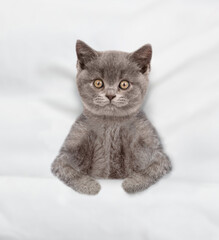 Cute tabby kitten lying under warm blanket on a white bed at home. Top down view