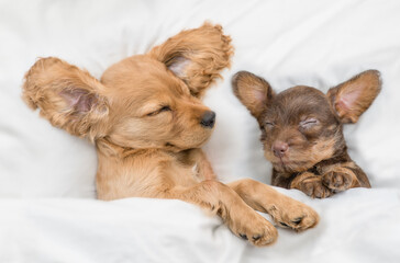 Cozy English Cocker Spaniel puppy and dachshund puppy sleep together on a bed at home. Top down view