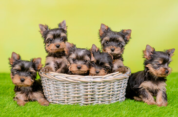 Group of cute yorkshire terrier puppies sit inside basket and on green summer grass