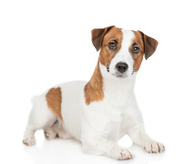 Jack russell terrier puppy lies and looks at camera. Isolated on white background