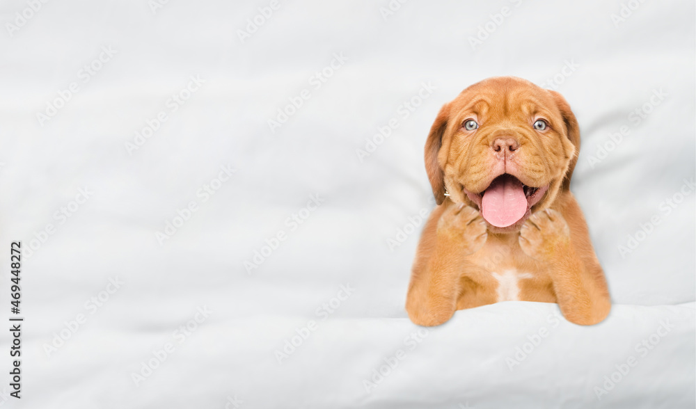 Poster funny yawning mastiff puppy lying under white blanket on a bed at home. top down view. empty space f