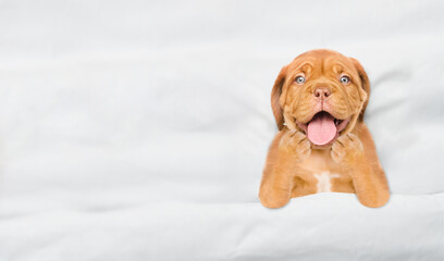 Funny yawning Mastiff puppy lying under white blanket on a bed at home. Top down view. Empty space for text