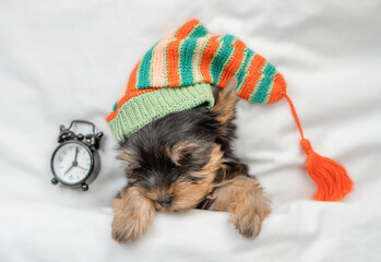 Yorkshire terrier puppy wearing warm hat sleeps with alarm clock under white warm blanket on a bed at home. Top down view