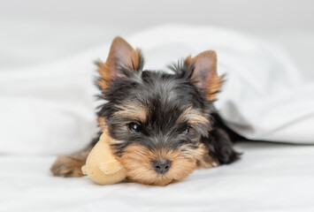 Cozy yorkshire terrier puppy lies on a bed at home and hugs toy bear