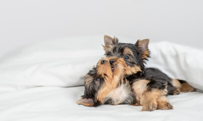 Two playful little Yorkshire terrier puppies lies under warm blanket on the bed at home