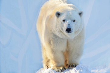 portrait of a polar bear