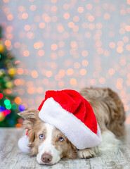 Sad Border collie wearing red santa hat lies and looks at camera. Festive background with christmas tree. Empty space for text