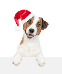 Happy Jack russell terrier pupy wearing red santa hat  looks above  empty white banner. isolated on white background