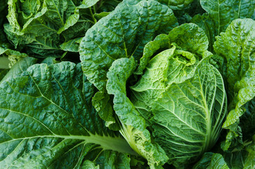 green cabbage in the garden