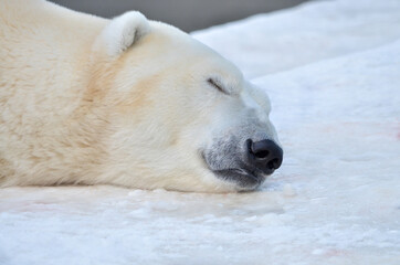 Obraz na płótnie Canvas the polar bear is sleeping