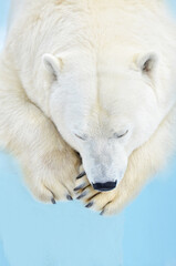Fototapeta na wymiar the polar bear is sleeping