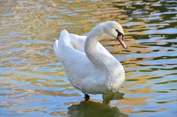 white swan on the lake