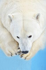 Obraz na płótnie Canvas a polar bear is lying in the snow