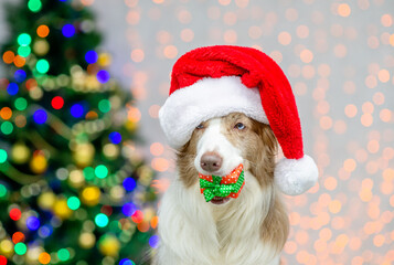 Funny Border collie wearing red santa hat holds gift box in it mouth. Festive background with christmas tree