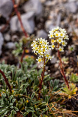 Saxifraga crustata flower in mountains, close up