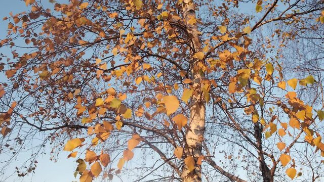 tall birch tree with yellow leafs by sunny autumn day in light wind