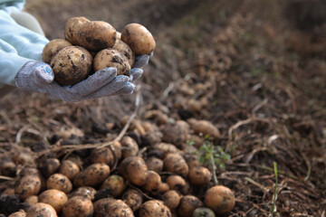 Potatoes in hands. Harvesting potatoes. A new crop of potatoes. Autumn work in the farm. Organic farming.