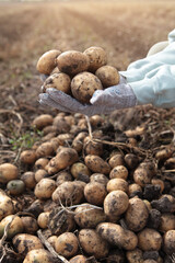 Potatoes in hands. Harvesting potatoes. A new crop of potatoes. Autumn work in the farm. Organic farming. Vertical photo.