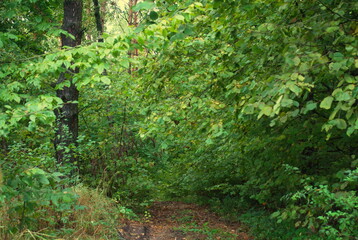 Path to the forest