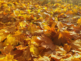 Nature close up of colorful maple leaf and maple leaves change colors in autumn with blurred colorful bokeh background, nature concept.