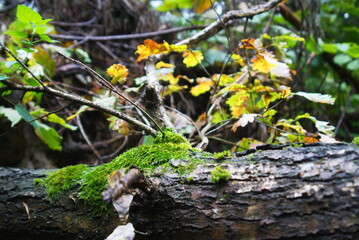 Moss on a fallen tree