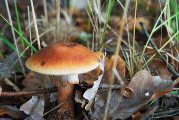 Mushroom