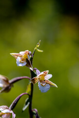 Epipactis palustris flower growing in field