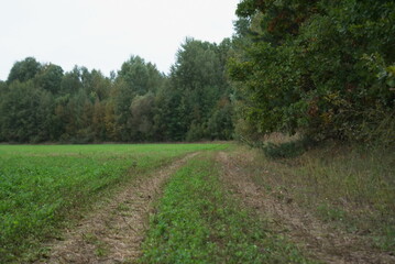 Road to the field