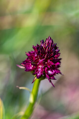 Gymnadenia nigra flower growing in field, close up