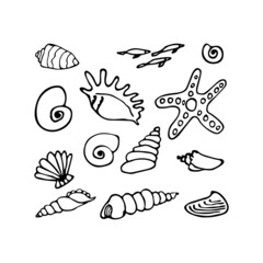 Set of seashells, clamshell, starfish. Inhabitant of a coral reef, ocean, seabed, oceanarium, aquarium. Hand drawn thin line art vector illustration. Isolated simple element.