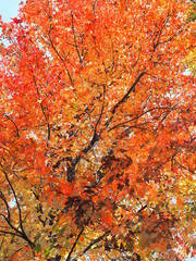 モミジバフウの紅葉