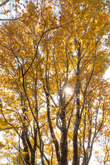 Obraz premium 紅葉と光芒