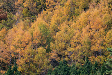 Fototapeta premium 紅葉する山