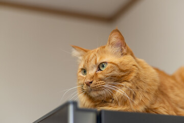 見つめる猫　茶トラ猫